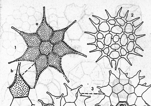 Pediastrum simplex